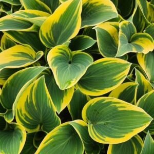 Hosta 'First Frost'
