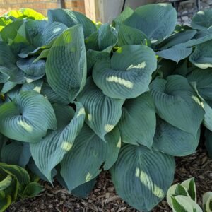 Hosta 'Krossa Regal'
