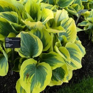 Hosta 'Liberty'