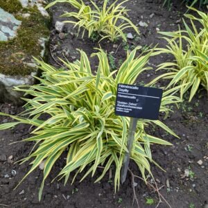 Hemerocallis 'Golden Zebra'