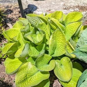 Hosta 'Maui Buttercups'