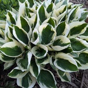 Hosta 'Patriot'