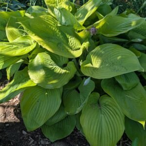 Hosta 'Sum & Substance'