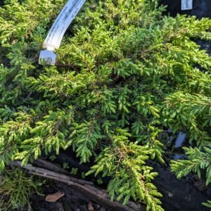 Juniperus Communis 'Green Carpet'