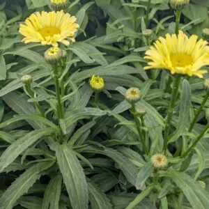 Leucanthemum x Superbum 'Real Sunbeam'