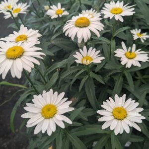 Leucanthemum x Superbum 'Snow Cap'
