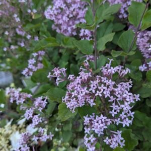 Syringa x 'Bloomerang Dark Purple Pw'