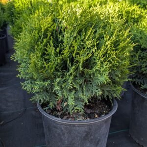 Thuja Occidentalis 'Little Giant'