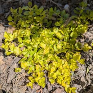 Lysimachia Nummularia 'Aurea'