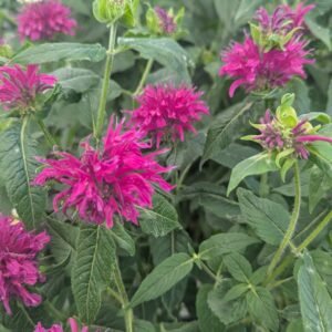 Monarda Didyma 'Sugar Buzz Grape Gumball'