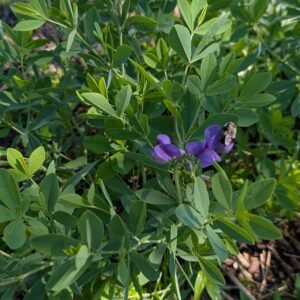 Baptisia Australis