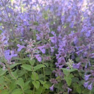 Nepeta Faassenii 'Wg Picture Purrfect'