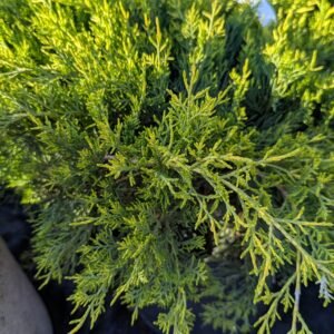Juniperus x Pfitzeriana 'Old Gold'