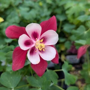Aquilegia x 'Earlybird Red White' . #1