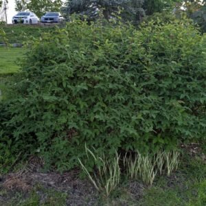 Lonicera Caerulea Hybrid Ssp Haskap/Honeyberry