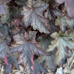 Heuchera x 'Carnival Plum Crazy'