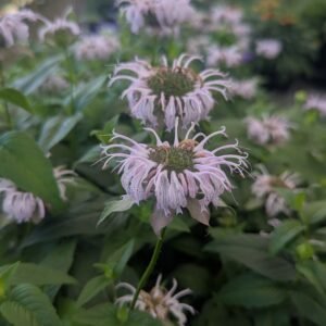 Monarda Bradburiana 'Midnight Oil' #1