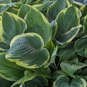 Hosta 'Aureomarginata'