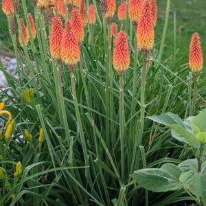 Kniphofia Uvaria 'Royal Castle' #J Kniuvrylcastlj