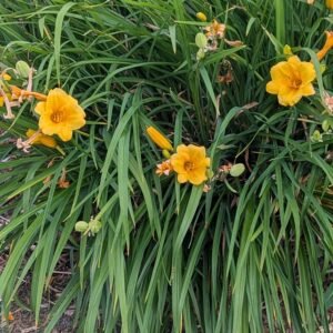 Hemerocallis 'Stella D'Oro'