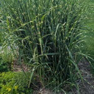 Miscanthus Sinensis 'Strictus'