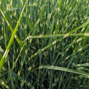 Miscanthus Sinensis 'Strictus'