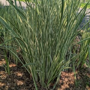 Acorus Hybrid Ssp Sweet Flag Grass)