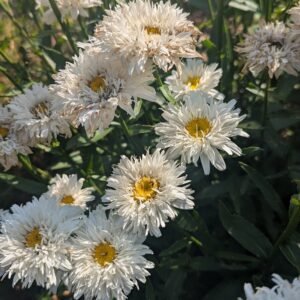 Leucanthemum x Superbum 'Sweet Daisy Rebecca'