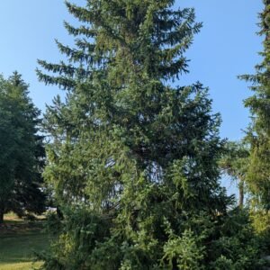 Picea Omorika