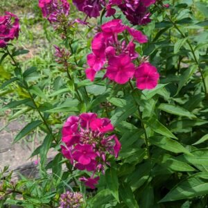 Phlox Paniculata 'Nicki'