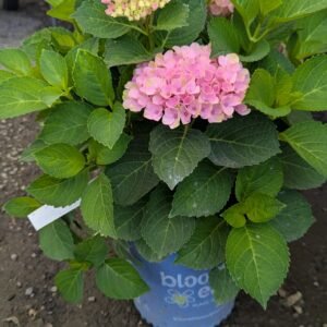 Strong sturdy stems, compact, and hardy. The strong stems hold large mophead blooms that start off as soft pink and age to bright pink