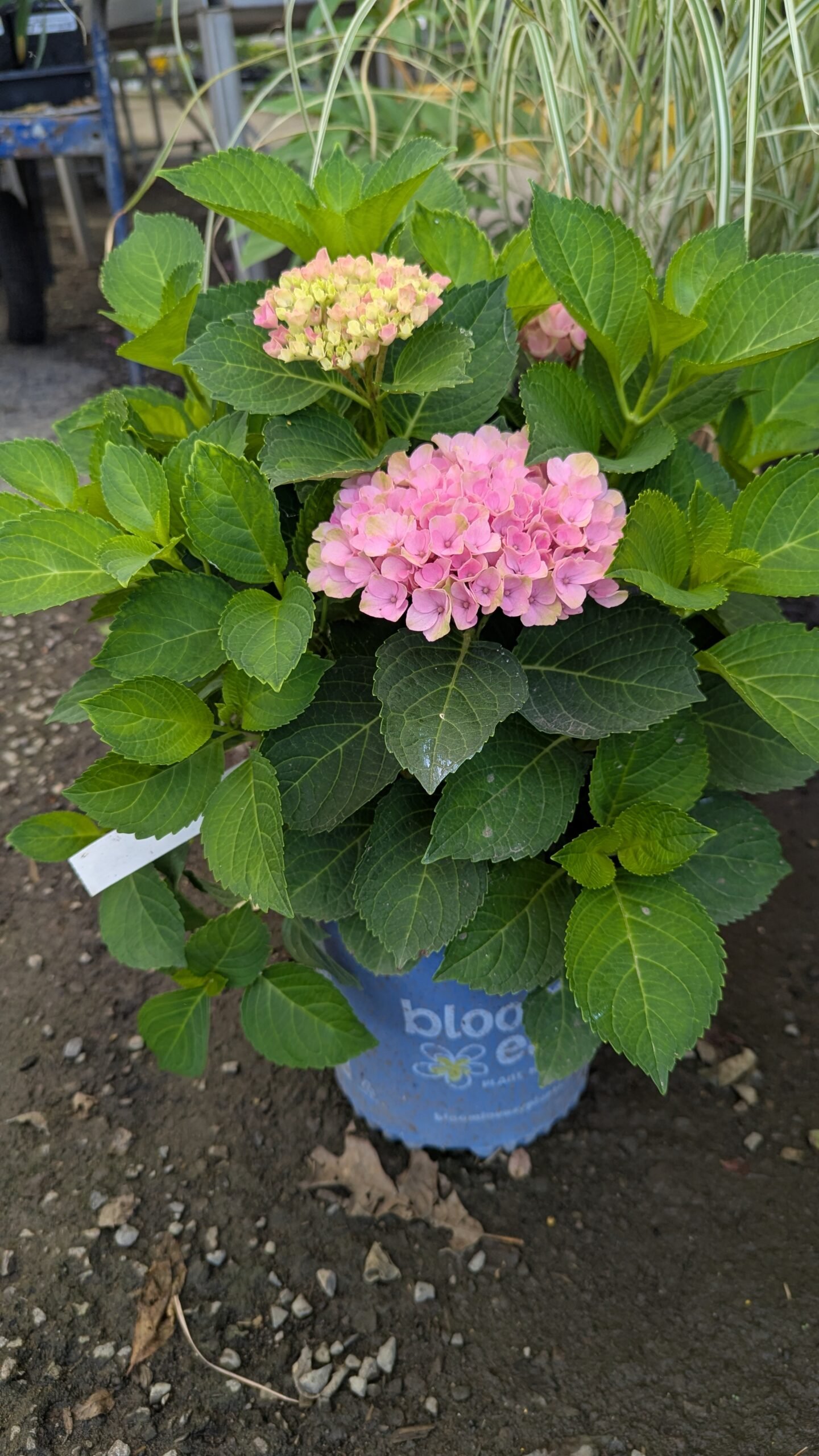 Strong sturdy stems, compact, and hardy. The strong stems hold large mophead blooms that start off as soft pink and age to bright pink