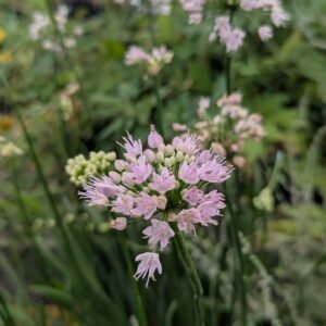 Allium x 'In Orbit'