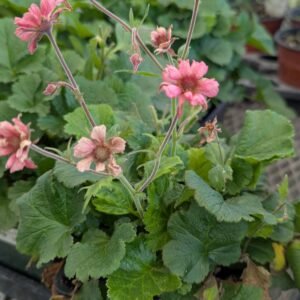 Geum x 'Tn Tempo Rose'