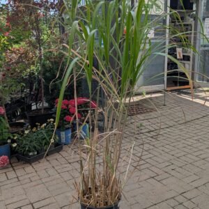 Giant Silver Maidengrass