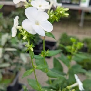 Phlox Paniculata 'Pw Luminary Backlight'