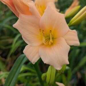 Hemerocallis 'Rosy Returns'