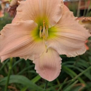 Hemerocallis 'Barbara Mitchell )