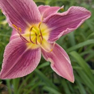 Hemerocallis 'Prairie Blue Eyes'