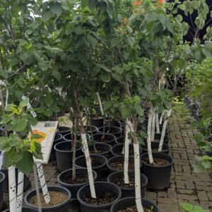 Prunus Armeniaca 'Hargrand'