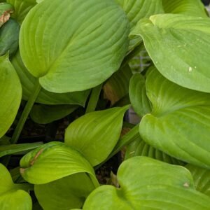 Hosta 'Banana Kid'