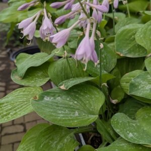 Hosta 'Minuteman'