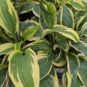 Hosta 'Wolverine'