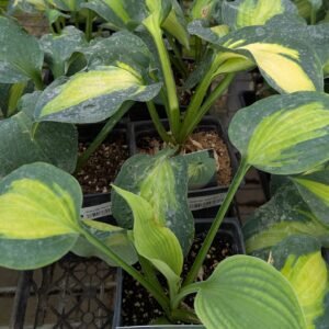 Hosta "Saint Paul'