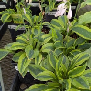 Hosta 'Velvet Moon'