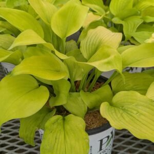 Hosta x 'Pw Shadowland Coast To Coast'