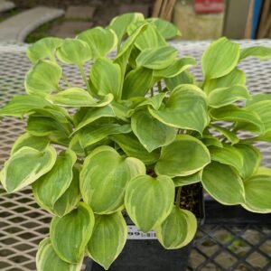Hosta 'Golden Tiara'