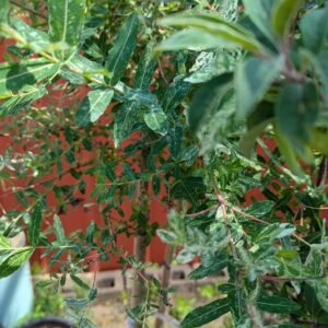Salix Intergra Thung. 'Hakuro Nishiki'