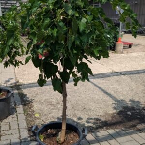 Morus Alba 'Pendula'