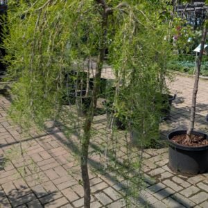 Caragana Walkers Weeping Pea